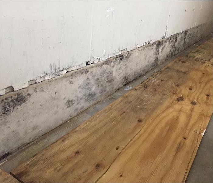 Mold on a white wall and hardwood flooring