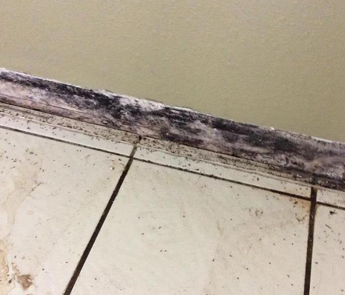 Mold on wall above white tile flooring
