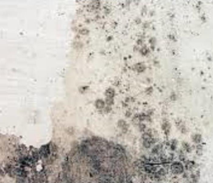 Mold covering a wall