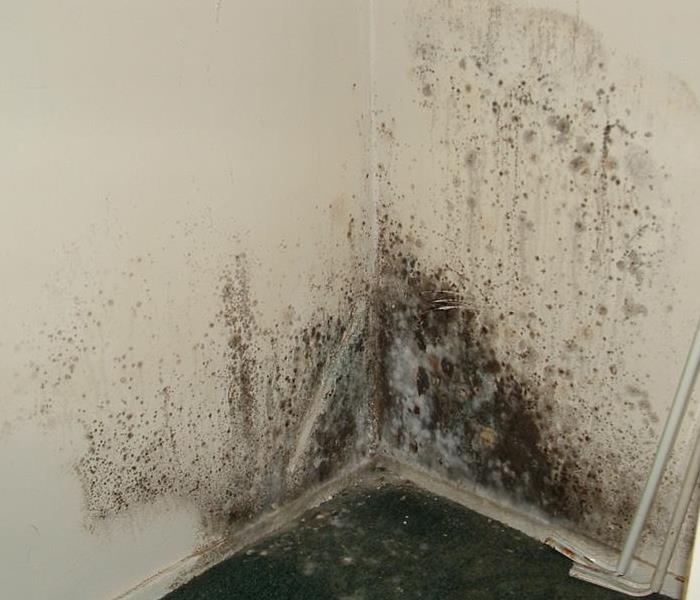 Mold on corner of room wall
