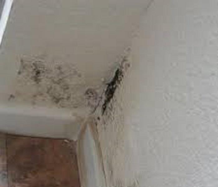 Mold on corner of room wall